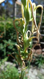 uploads/images/disease/Stem rot of tuberose.JPG